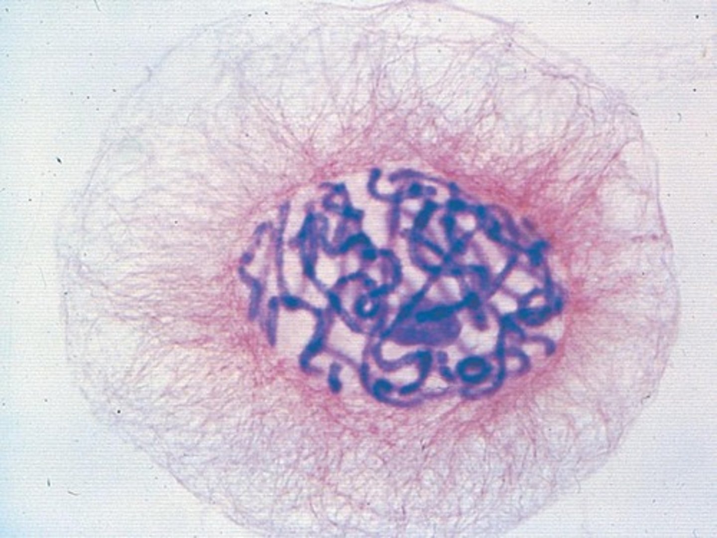 <p>The separation of duplicated chromosomes.</p>