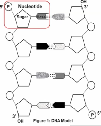<p>It is a nucleic acids, and it is a type of RNA that carries genetic instructions from DNA to the ribosomes, where proteins are made.</p><p>It is produced when a specific segment of DNA is copied during a process called transcription.&nbsp;</p><p>_______ is made up of nucletodies, which include sugar (ribose), a phosphate group, and a nitrogenous base.</p><p>The sequence of these nucleotides determines the order of amino acids in the protein.&nbsp;</p><p><span>In short, _______ plays a crucial role in synthesizing proteins by conveying information from DNA.</span></p>