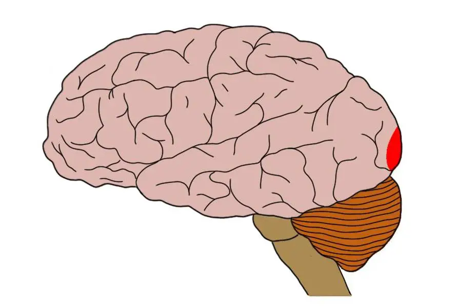 <p>identify this structure</p>