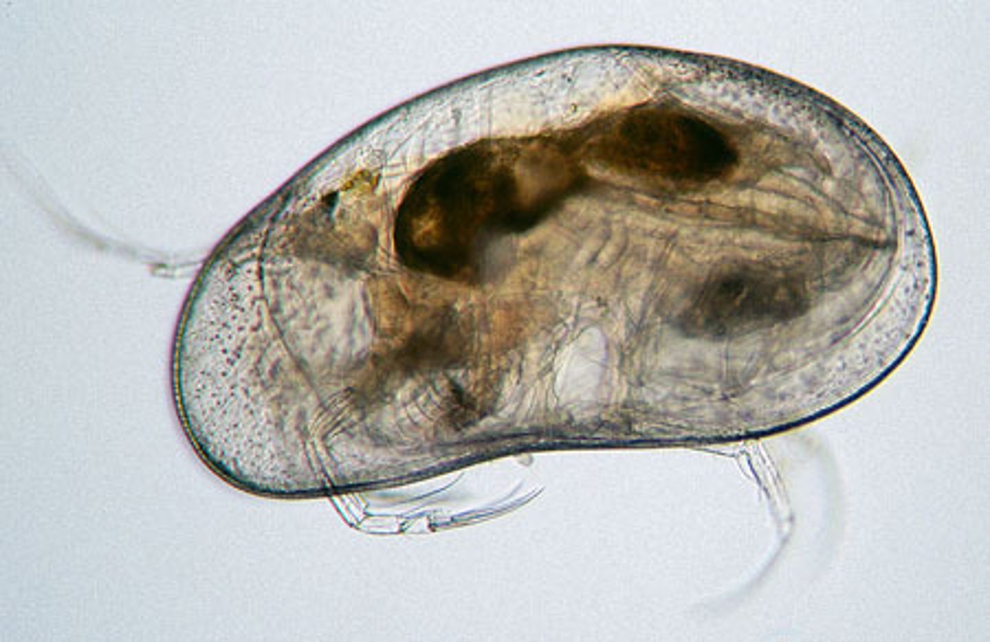 <p>Class of crustaceans, mandibulates, and arthropods (seed shrimp)</p><p>-have a little shell around them</p>