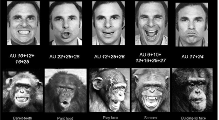 <p><span><span>Facial action coding system (Paul Ekman)</span></span></p>