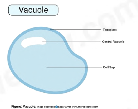 <ul><li><p>surrounded by a partially permeable <strong>tonoplast</strong> which controls exchange between the vacuole and cytoplasm</p></li><li><p>helps regulate osmotic properties of cells</p></li><li><p>fluid present in the vacuole consists of:</p><p><strong>P </strong>igments</p><p><strong>E </strong>nzymes</p><p><strong>S </strong>tarch</p><p><strong>O </strong>rganic molecules</p><p><strong>M </strong>ineral salts</p><p><strong>O </strong>xygen</p><p><strong>C </strong>arbon dioxide</p></li></ul>