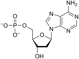 building block of nucleic acids - consists of phosphate group, pentose, and nitrogenous base