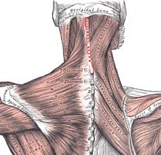 <p>site of attachment for many neck and back muscles </p>