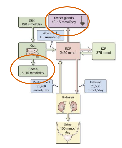 <p>Hyponatremia - Low Na+</p>