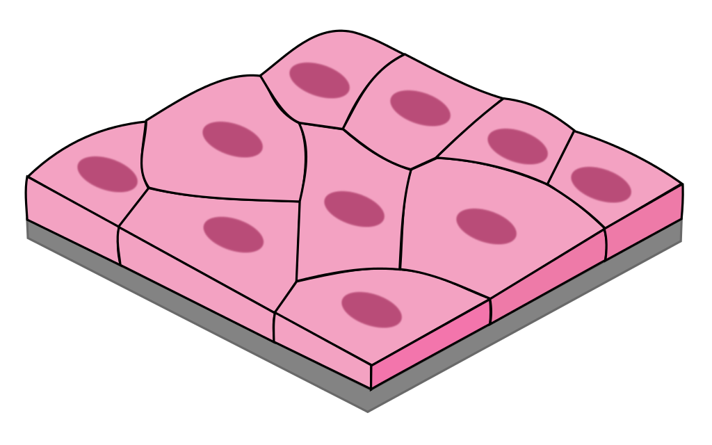 <p>Simple Squamous</p>