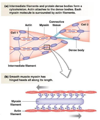 * actin surrounds myosin
* longer myosin filaments, fully covered by myosin heads
* no troponin and tropomyosin regulation
* no sarcomeres
  * actin is anchored to dense bodies throughout the cells, dense bodies anchored to cell membrane, individual cells anchored together