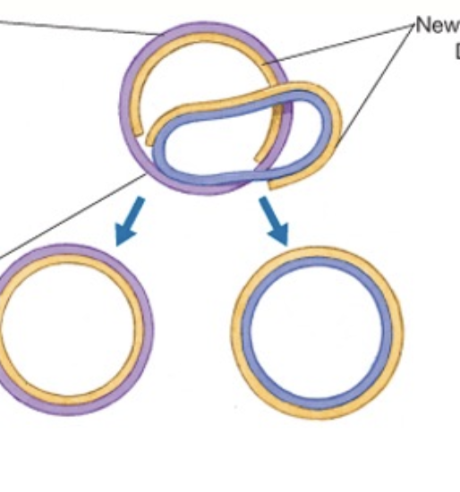 <ul><li><p>DNA strand separates at the replication fork</p></li><li><p>Replication begins and each strand is a template for the replication of its partner</p></li><li><p>each daughter cell gets one chromosome from the parent cell —&gt; semi-conservative</p></li></ul><p></p>