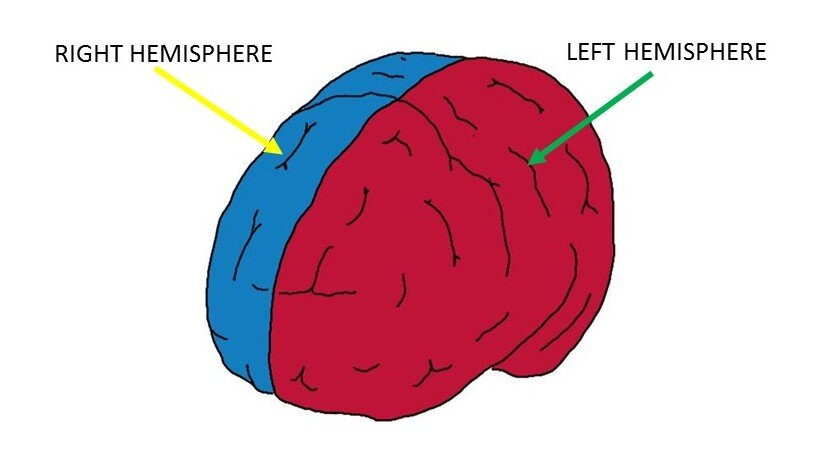 <ul><li><p>Brain is divided into two symmetrical halves</p></li><li><p>Activity on the left side of the body is controlled by the right hemisphere</p></li><li><p>Activity on the right side of the body is controlled by the left hemisphere</p><p></p></li></ul>