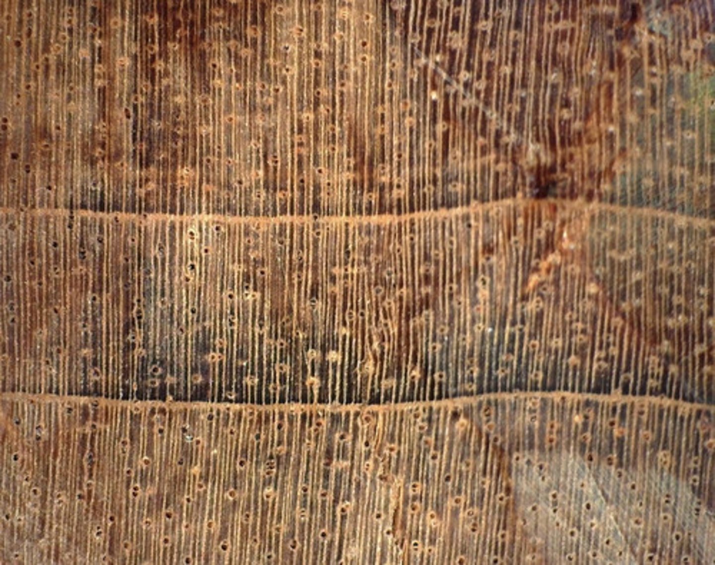 <p>Presence of concentric oil ducts and its boundary parenchyma</p>