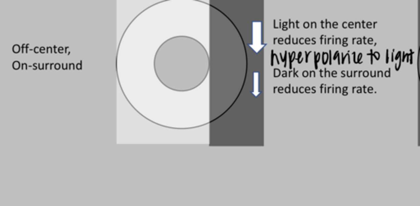 <p>This is an OFF-center ganglion cell. What is the likely response? (See Pic)</p>