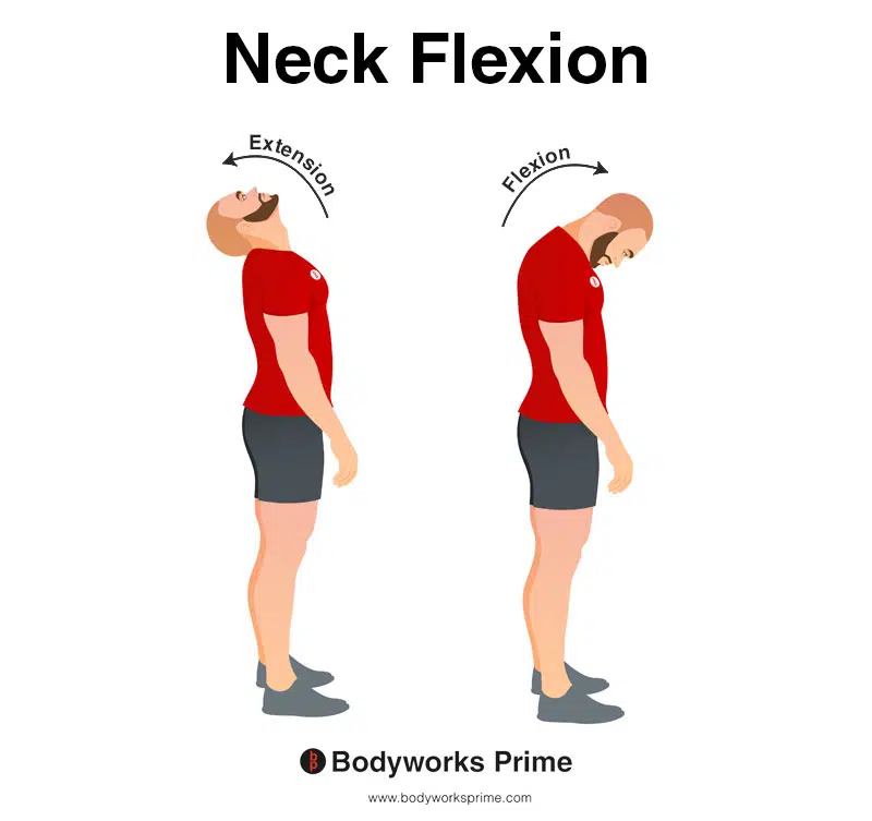 <p>Extensionis a movement that increases the angle between two bones. Examples include: Opposite of flexion</p><ul><li><p>Neck: Tilting the head posteriorly (looking up).</p></li><li><p>Trunk: Leaning backward (arching the back).</p></li><li><p>Shoulder/Hip: Moving the arm or leg posteriorly (moving the arm back down or leg straight back).</p></li><li><p>Elbow/Knee: Straightening the angle at the elbow or knee (increasing the angle).</p></li><li><p>Fingers: Straightening the fingers (opening a fist).</p></li></ul><p></p>