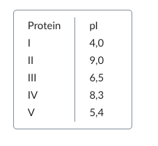 <p>50. A native electrophoresis is used to separate a protein mixture consisting of five proteins at a pH value of 6.5.</p><p>The isoelectric points (pI) of the proteins are as follows: How many proteins migrate toward the anode?</p><p>A. 1</p><p>B. 2</p><p>C. 3</p><p>D. 4</p><p>E. 5</p>