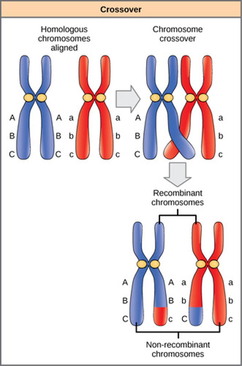 <p>homologous chromosomes</p>
