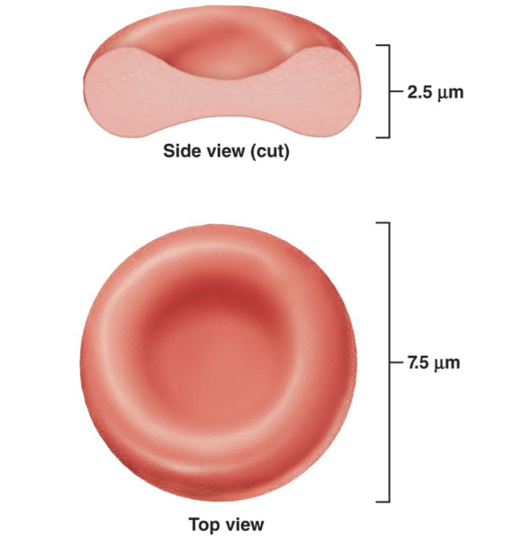 <p>Erythrocytes</p>