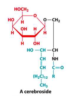 <p>has monosaccharide @ B and FA @ A</p>