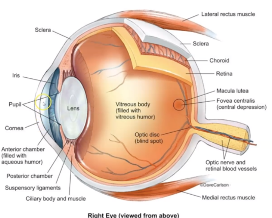 <p>What is Sclera?</p>