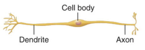 <ul><li><p>2 processes extend from cell body</p></li><li><p>very rare</p></li><li><p>some special sensory organs (inner ear, olfactory, retina)</p></li></ul><p></p>