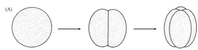 <p>Cleavage planes pass completely thru cell, blastomeres fully separated by thin membrane</p><ul><li><p>Isolecithal</p></li><li><p>Weak-moderate telolecithal</p></li></ul><p></p>
