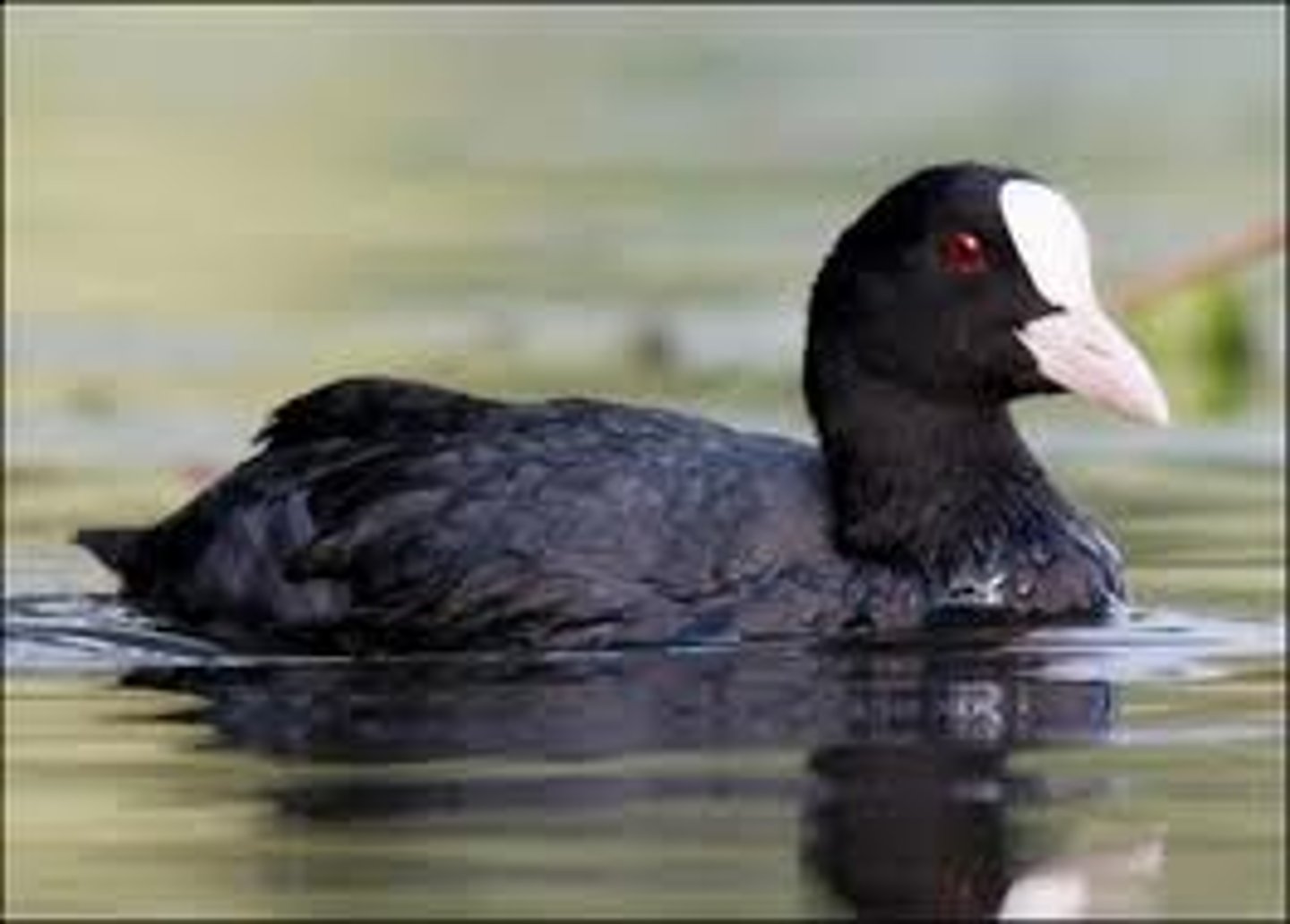 <p>Gruiformes</p>