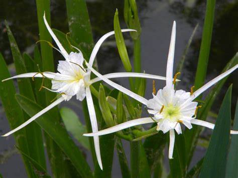 Spider lily
