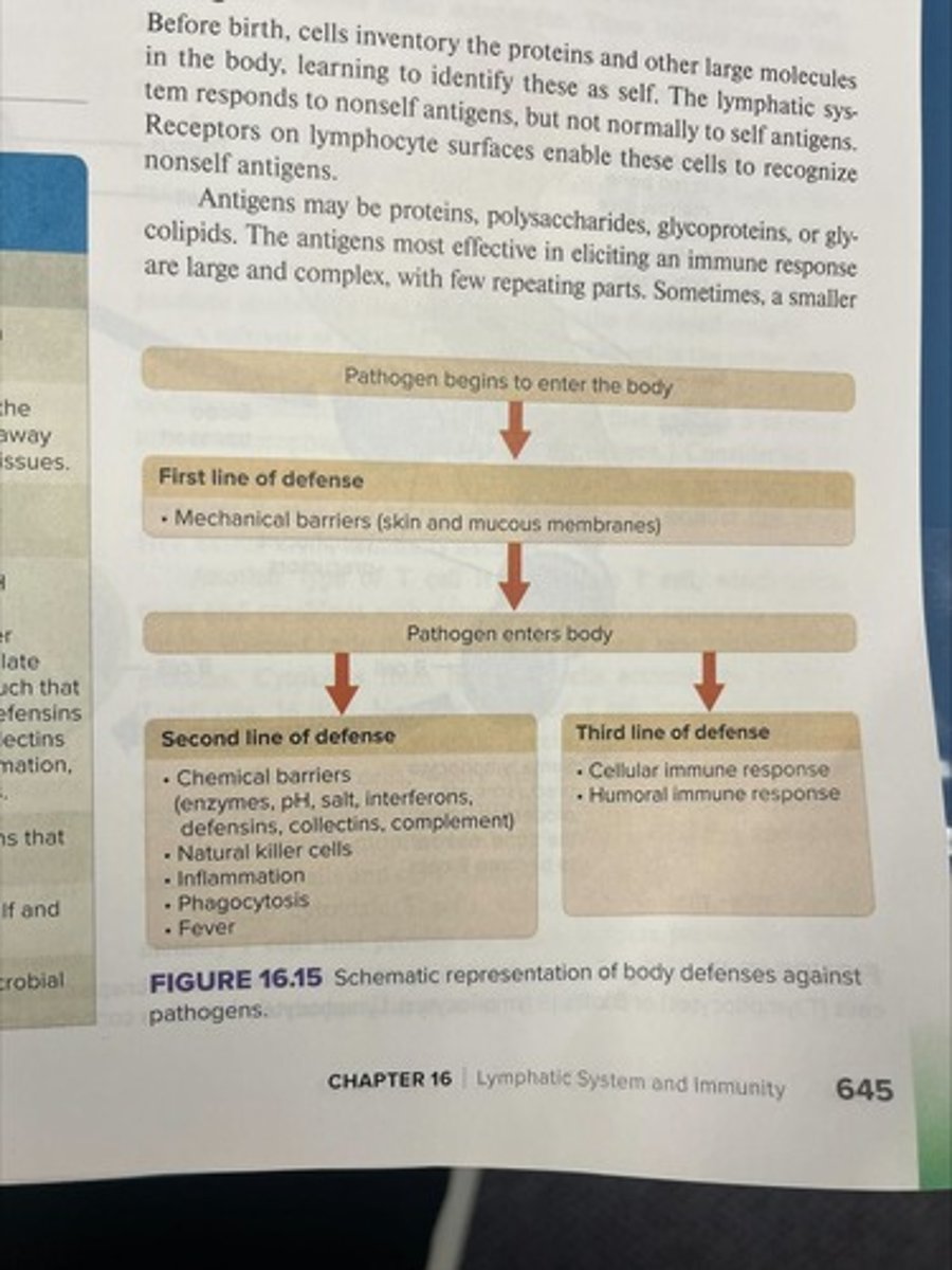 <p>Mechanical barriers such as skin and mucous membranes.</p>