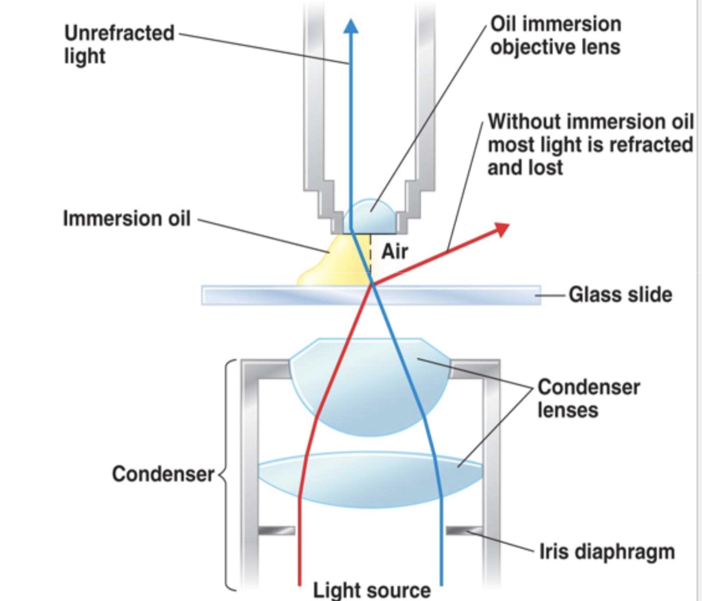 <ul><li><p>the light may bend in air so much that is misses the small high-magnification lens </p></li><li><p>immersion oil is used to keep light from bending </p></li></ul><p></p>