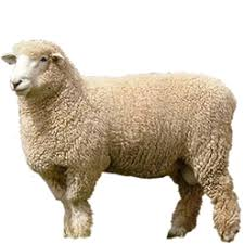 <p>fine wool breed</p>