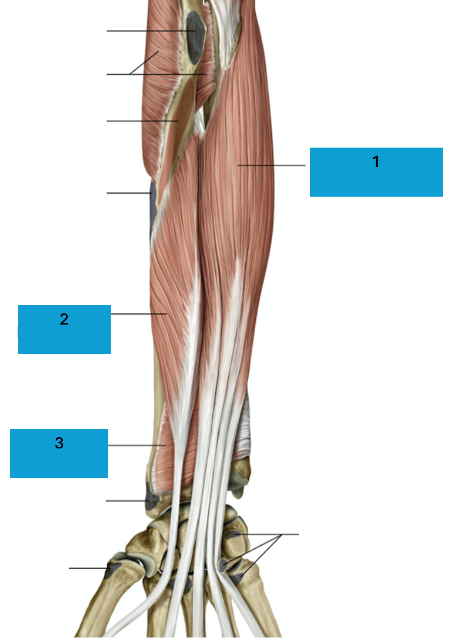 <p>Diepe ventrale onderarmspieren</p>