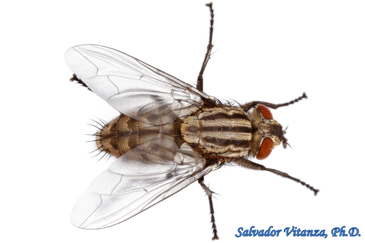 <p>Family: Sarcophagidae</p><p></p><p>Never metallic with black thoracic stripes and checkered abdomen</p><p>Arista plumose on basal 1/2</p><p>No Hypopleural bristles</p>