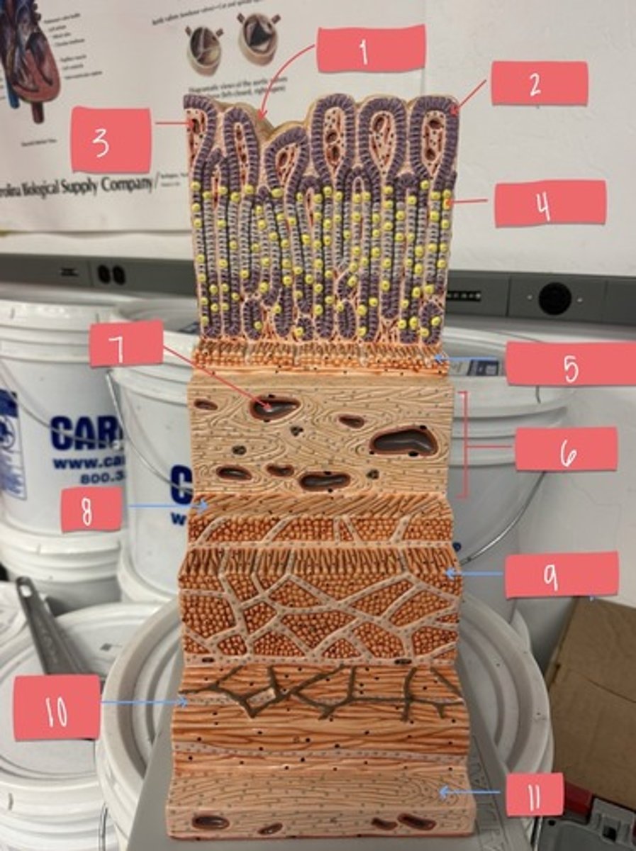 <p>What layer/feature of the digestive tract is 10?</p>