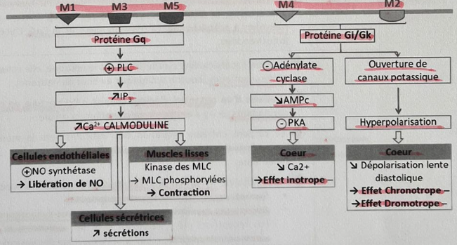 <p>Récepteurs impairs muscariniques</p>