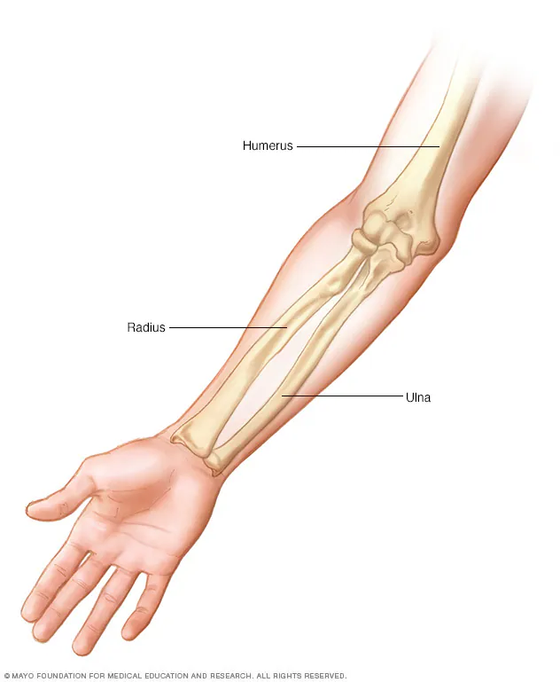 <p>Lateral forearm bone; its head articulates with the capitulum; widened distally to form most of the wrist joint.</p>