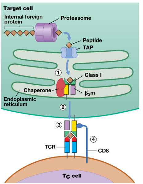 <ul><li><p>displays endogenous antigen&nbsp;</p></li><li><p>recognized by TCR on CD8 T cells</p><ul><li><p>allows CD8 to visualize what is happening in the cell of the MHC-1 receptor (intracellular infection)</p></li></ul></li><li><p>almost exclusively self-peptide displayed</p></li><li><p>Presentation pathway:</p><ol><li><p>foreign protein forced through proteasome, becomes peptide</p></li><li><p>peptide goes to ER</p></li><li><p>MHC-1 parts hanging out in ER (unstable) </p></li><li><p>Peptide binds to MHC-1 w/ help of chaperone protein making MHC-1 stable</p></li><li><p>MHC/peptide complex goes through secretory pathways and onto cell surface</p><ul><li><p>the MHC complex has transmembrane domain which makes MHC stop at membrane and anchor at surface</p></li></ul></li><li><p>CD8 T-cell activated by MHC complex and kills infected cells</p></li></ol></li></ul><p></p>