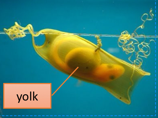 <p>eggs laid and hatch outside mother; embryo develops w/in protective egg-case, fed by yolk</p>