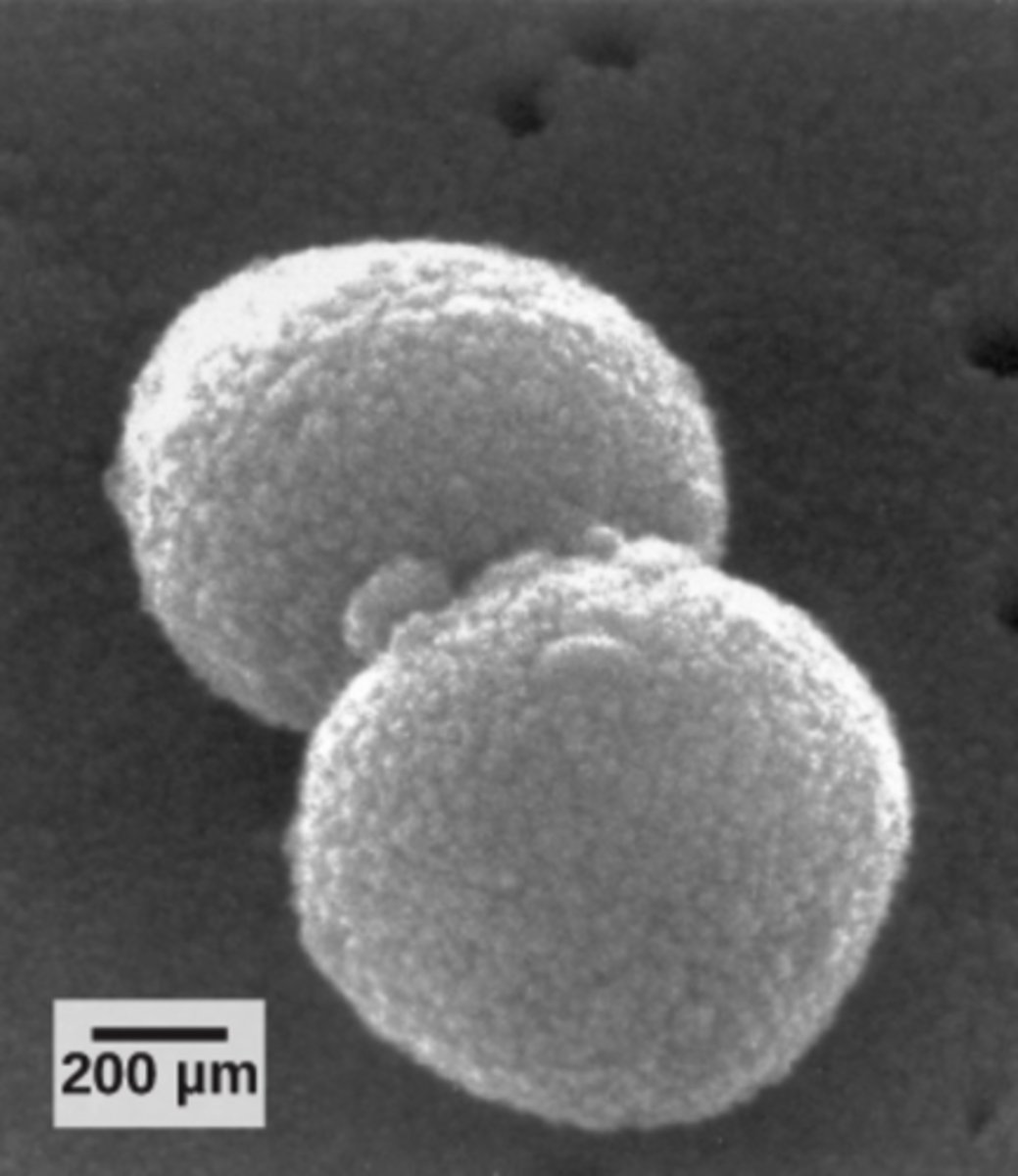 <p>cocci</p>