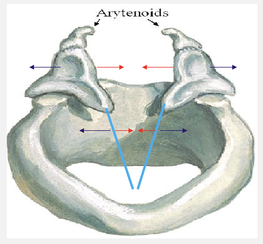 <ul><li><p>sliding medially i.e. adduction » closes vocal folds</p></li><li><p>sliding laterally i.e. abduction » opens vocal folds</p></li></ul><p></p>