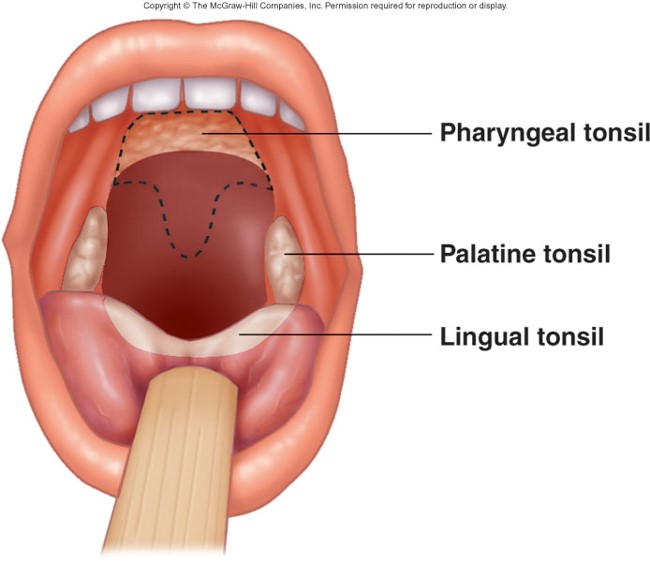 Large groups of lymphatic nodules & dense lymphatic tissue located in the mucous membranes in the pharynx