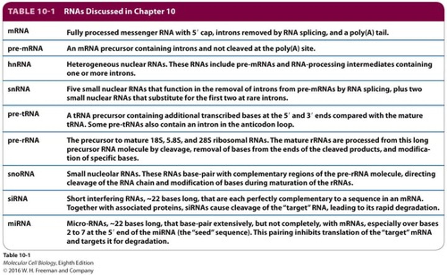 <p>Transfer RNAs transcribed by RNA polymerase III.</p>