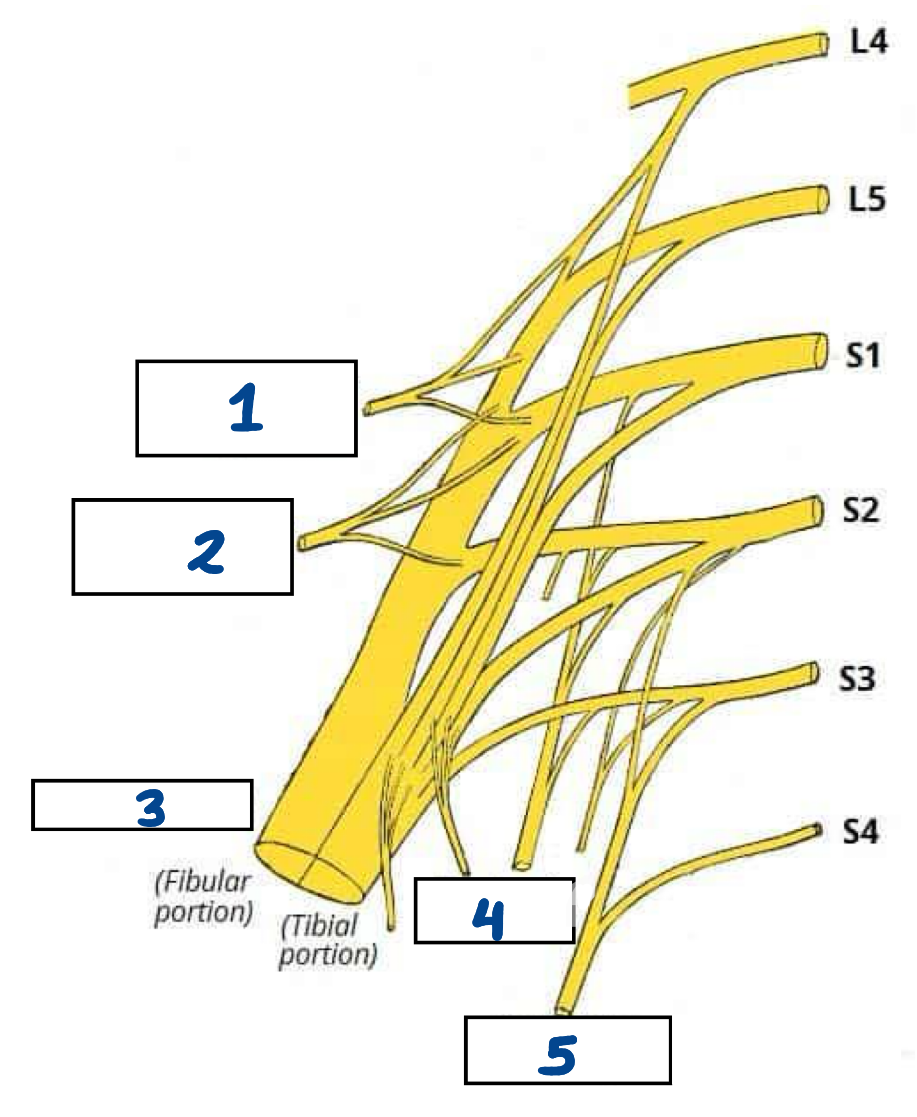 <p>What is structure 4?</p>