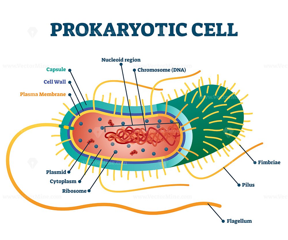 <p>Doesn&apos;t have a nucleus, mostly unicellular, much smaller, binary fission, no mitochrondria</p>