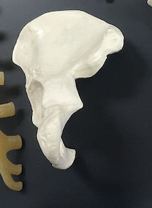 <p>Name part of this Bone?</p>