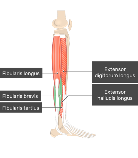 What is this muscle?