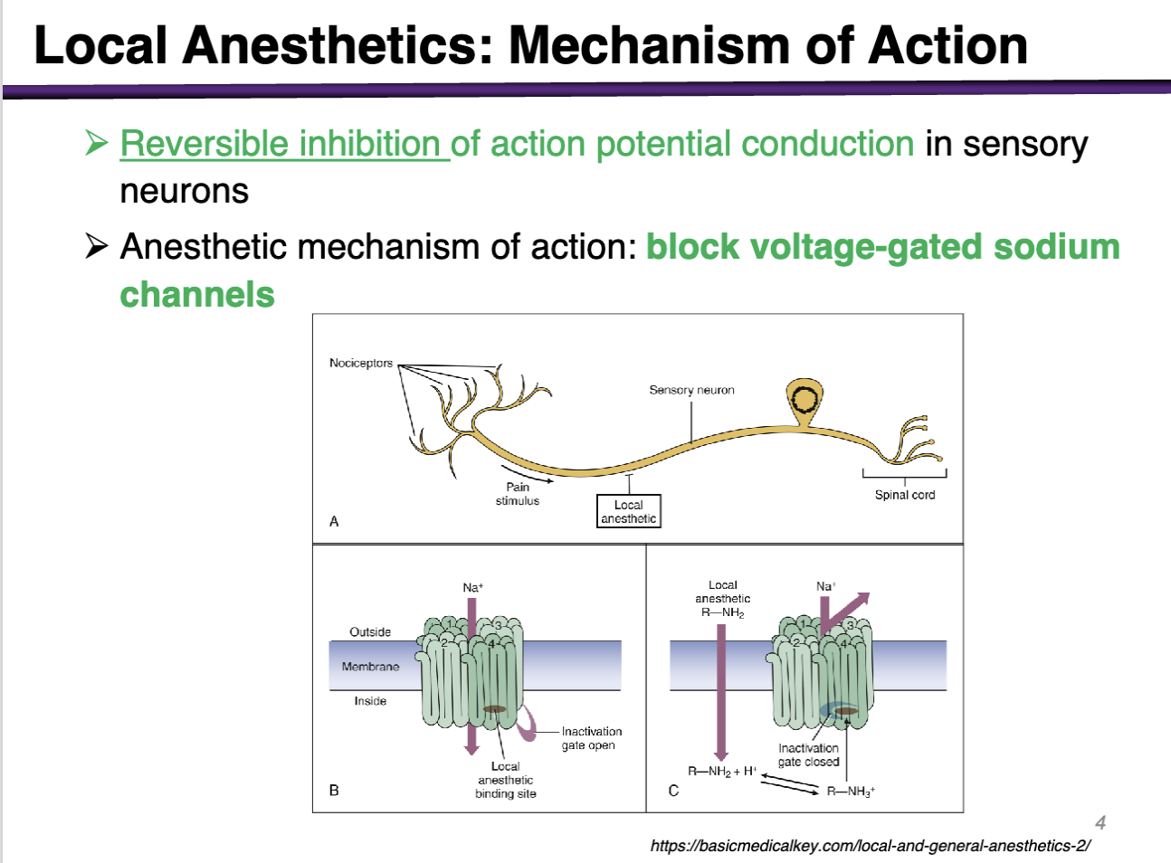 <p>Reversible inhibition of action potential conduction in sensory neurons</p><p></p><p>Anesthetic mechanism of action: <strong>block voltage-gated sodium channels </strong></p>