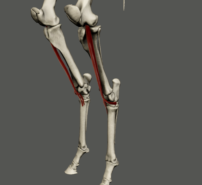 <p>u Ca není vyvinutý</p><p>Fe:</p><p>odstup: fossa extensoria femoris</p><p>úpon: phalanx proximalis páteho prstu</p><p>fce: flexe v articulationes tarsi, mírně napomáha extensi v articulatio genus</p><p></p><p>foto Eq</p>