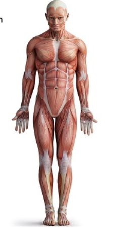 <p>body erect, forward facing, arms to side with palms facing forwards</p>