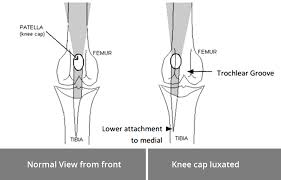 <ul><li><p>Sesamoid Bones</p></li><li><p>Largest sesamoid:</p><ul><li><p>Patella</p><ul><li><p>In distal tendon of quadriceps femoris muscle</p></li><li><p>Helps to protect tendon</p></li></ul></li></ul></li><li><p>Fabellae (“little beans”)</p><ul><li><p>Caudal to joint: 2 in proximal gastrocnemius (calf muscle) muscle tendons behind femoral condyles (lateral &gt; medial)</p></li><li><p>Caudal to joint: 1 in tendon of popliteus (near lateral condyle of tibia)</p></li><li><p>Present in dogs and cats</p></li><li><p>10-30% humans</p></li><li><p>Not present in cattle or horses</p></li></ul></li></ul><p></p>