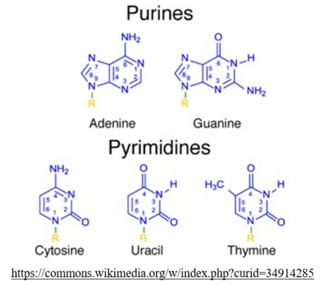 <p>purines, pyrimidines</p>