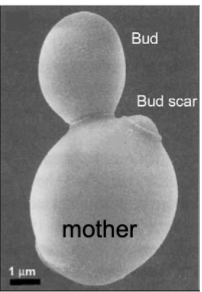 <p>asymmetric cell division in yeast! </p><p>mother and daughter cells: mother selects a site for new daughter next to old bud scar. Mother directs protein complexes for budding to that site.</p><p>Cell cycle, mitosis, and cytokinesis produce daughter</p><p>unequal division: same genome but not the same amount of protein in mother vs daughter cell</p>