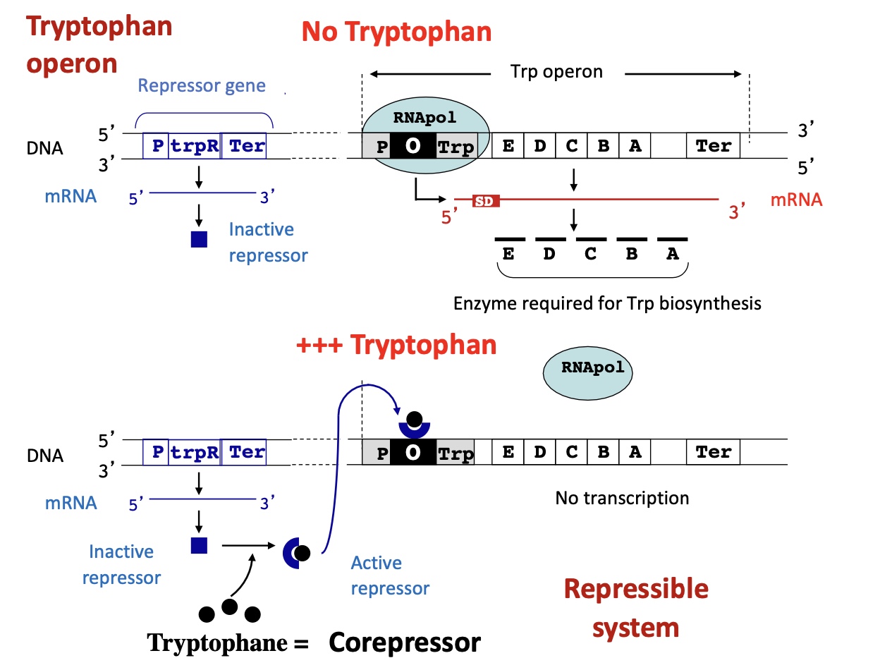 <p>Inactive repressor Trp R : absence of Trp</p><ul><li><p>transcription of REP</p></li><li><p>no binding of REP w/ Trp</p></li><li><p>no binding to operator —&gt; no transcription of enzymes needed for biosynthesis of Trp</p></li></ul><p>Active repressor TrpR : presence of Trp</p><ul><li><p>Trp binds to REP</p></li><li><p>complex binds to operator so holoenzyme can’t bind to the promoter</p></li><li><p>no transcription</p></li></ul><p></p>